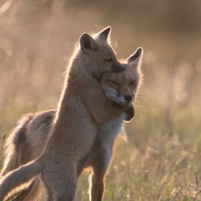 Arrêtons le massacre des animaux SVP ( entre autre )