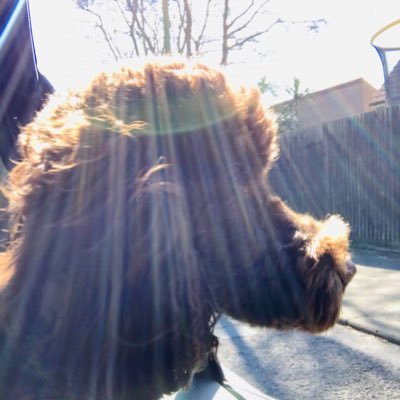 toshikohealy's profile picture. human, wife, mum, sister.