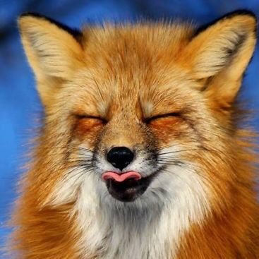 AnimalKenneth's profile picture. CANS CANS CANS CANS