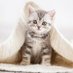 ねこねこ動画 (@nekonekovideo1) Twitter profile photo