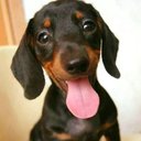 Salsichinhas's avatar