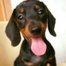 salsichinhas's profile picture. Relaxe sua mente com os salsichinhas mais fofos da internet.
📧 salsichinhasbr@gmail.com