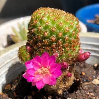 cute_plants Profile Picture