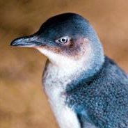 chocochoco26121's profile picture. 🇰🇷🇦🇺