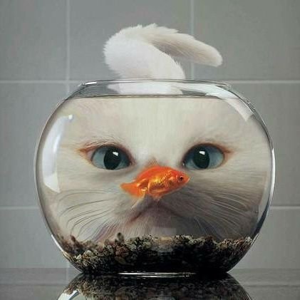 DViShall's profile picture. Digs infosec,Retro tech, bleeding edge of tech, tech jokes, cartoons and all things silly!  😉