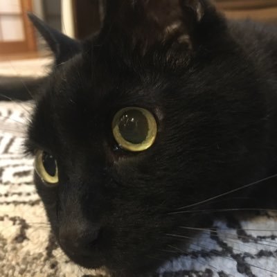 猫と紅茶 (@madteacat) / Twitter