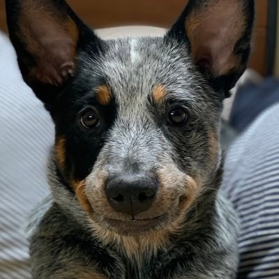 psylla_'s profile picture. Please note that all tweets reflect the culture of every company I've ever worked for, forever.