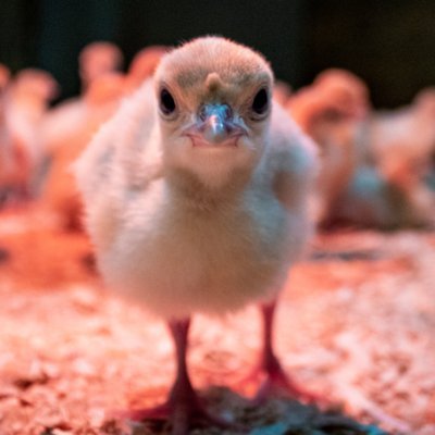 Account for poultry training programs at University of Minnesota