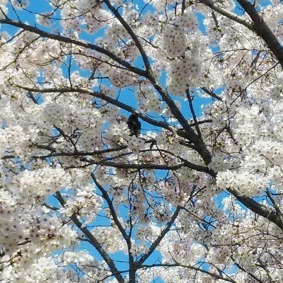 syadoka's profile picture. 