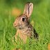 Different Alex (@alexthebunny5) Twitter profile photo