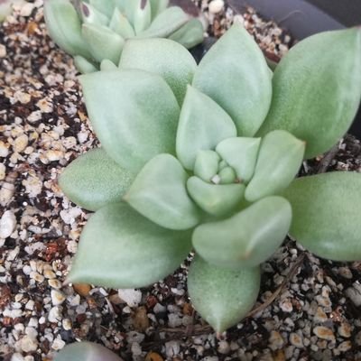 Sasabo 多肉植物 うさぎ セリアの容器とアルミワイヤーで水耕栽培用にカスタム これにワイヤーを足して 完全水耕の寄せ植え を試してみます 多肉植物 水耕栽培 Sasabo 多肉植物 うさぎ セリアの容器とアルミワイヤーで水耕栽培用にカスタム これにワイヤーを足して 完全水耕の寄せ植え を試してみます 多肉植物 水耕栽培
