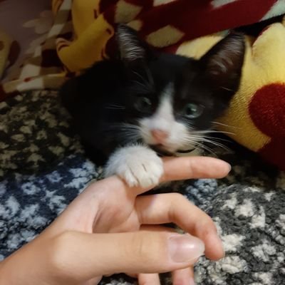 馬鈴薯夾子さんのプロフィール画像