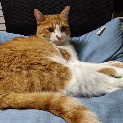 hirottaSE's profile picture. ねこになりたい