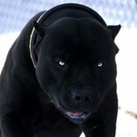 PsgVirus (@parisstgerm1) 's Twitter Profile