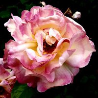 Assumpcio Malagarriga (@amalagarrig) 's Twitter Profile