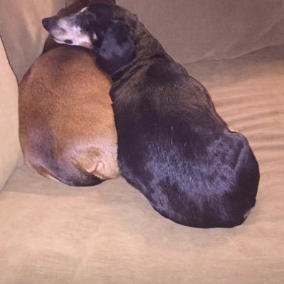 mikesyl70049122's profile picture. 2A supporter! Constitutional conservative! absolute TRUMP supporter! FJB
