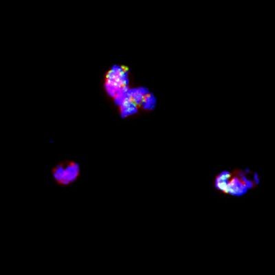 Scientists passionate about understanding #epigenetic and #transcriptional processes in #malaria #parasites. We also like #gametocytes! @ISGLOBALorg