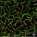 S. J. George's Suprachem Lab @ JNCASR (@georgelabjncasr) Twitter profile photo S. J. George's Suprachem Lab @ JNCASR (@georgelabjncasr) Twitter profile photo