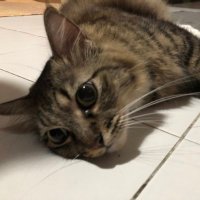菜っちゃん (@nocoffeepls) 's Twitter Profile