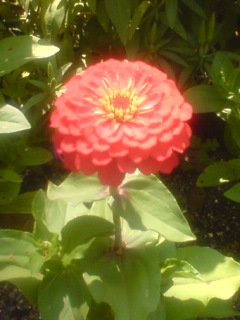 glowpopn0243's profile picture. 日常取引共通アカ/のんびりすぎる年齢は成人済/痛バ&シルバニア服作り楽しい/今剣が生きる理由/コウペンちゃんが癒し/ オーディンスフィアのインメルは永遠/イナGOは心のバイブル/白鹿丸見たい/ユニバ月一出没中/モニカ🦋応援中/🍌⛄️てえてえ️/⚡️🍳ずっと好き/(注)郵送苦手,心身赤疲労/💉5回目om接種済