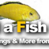 Find a Fish Store (@findafishstore) 's Twitter Profile