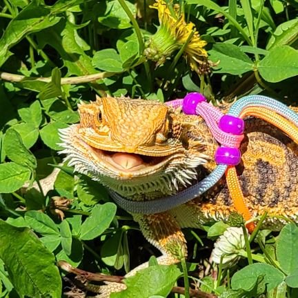 The fancy bearded dragon that is just too cute!