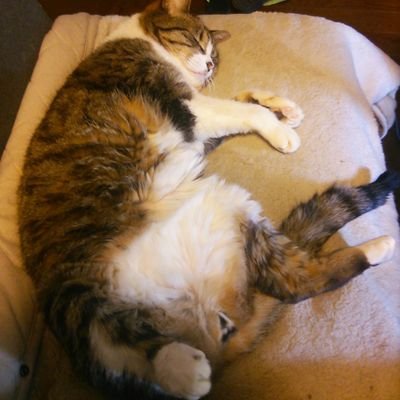 Nyantar83781816's profile picture. I got an iPad and MacBook Pro, and more... Music: https://t.co/slt8ffDuwR Instagram: nyantarotaro