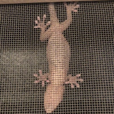 ヒトカゲ