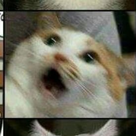 fujoshi nível hard.
louca de 16 aninhos.