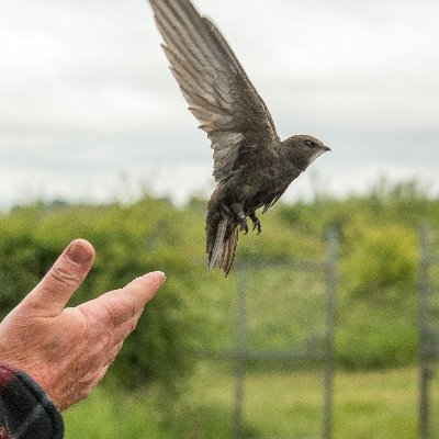 This account is to promote the interests, report on the natural history of the reservoir and share data collected by the Stanford Ringing group. #birdringing