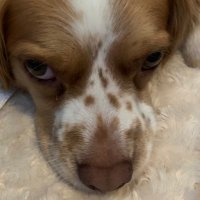 Dr. Gustopher (@gustopher15) 's Twitter Profile