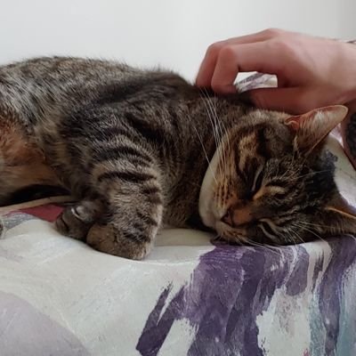 btmyshnymtlss's profile picture. lurker
they/them