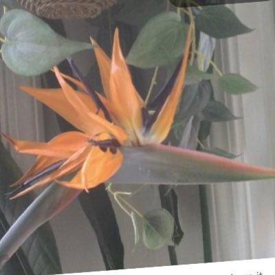 sunflower238945's profile picture. Seeking the TRUTH