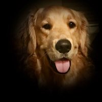 Buddy Dog(@BuddyDog_Golden) 's Twitter Profile Photo
