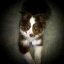 Janice Boland - @Bopaussies - Twitter