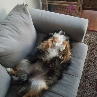 thenxtbabyjesus's profile picture. Newcastle, Raptors, Jays supporter..its been quite the dry spell