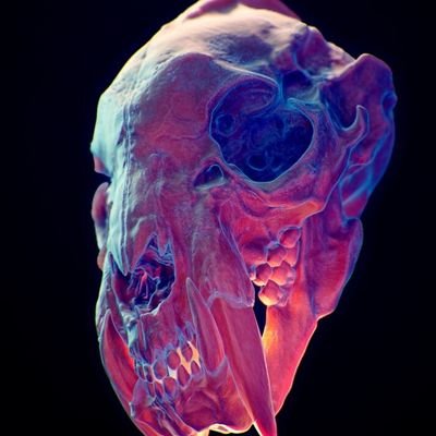 woo_niko's profile picture. 