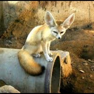 fanaksalsahra's profile picture. من النهر إلى البحر