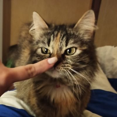 elizabetth__e's profile picture. A cat's look, a potato's grace.