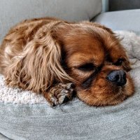 Jeff the Dentist (@quirkyfossil) 's Twitter Profile