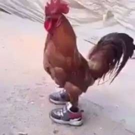 falo só de putaria no @sentomesmo