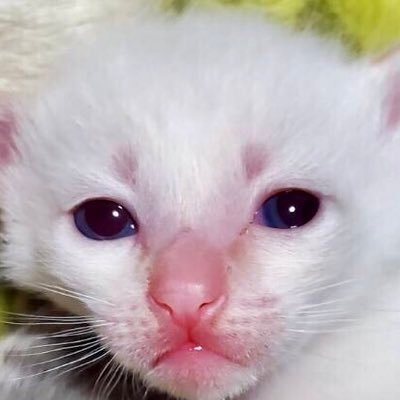 nekosuki1008's profile picture. わが子(22歳長女、16歳次女、10歳長男)と雄猫の時雨2歳と犬そしてドラゴンボール、鬼滅の刃、鋼の錬金術師、夏目友人帳、七つの大罪を愛する人間です。アダルト系怪しげなピジネス系はお断りしています（╹◡╹） インスタもやってます❣️ https://t.co/j5AJGPzMM0