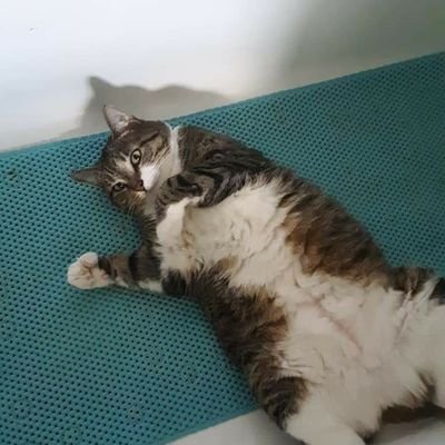 gingerlea1995's profile picture. The right believes the left are people with bad ideas. The left believes the right are bad people with ideas...
 #conservative #Prolife #pro2A #Americafirst