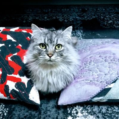 CibcF9KGNk47EZU's profile picture. 短足マンチカンの露さんをひたすら見せびらかす垢