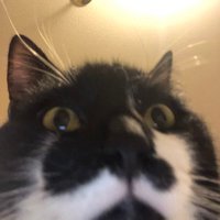 Remy (ft lingweenie) (@catatouille1) 's Twitter Profile