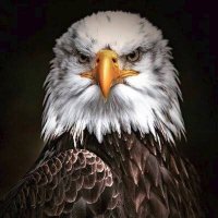 1903 Black Eagle (@1903blackeagle) 's Twitter Profile