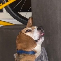 ReallDanldTrump's profile picture. 