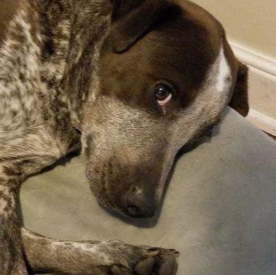 locustPR's profile picture. (all pronouns needed)
Professional Amateur:
Color Connoisseur, Grass-Painter, Jack-of-Echos,
Waffle Good, Secret Fizzgig, Likely Grue, Perpetual NPC