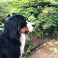 alice clayton (@alice_clayton) 's Twitter Profile