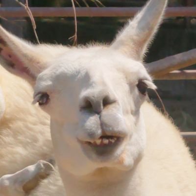しえろのプロフィール写真